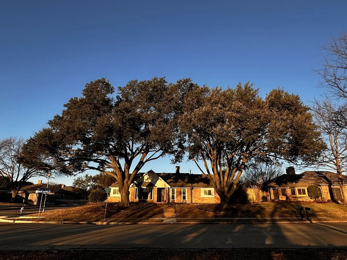 Established residential canopy tree shading a home in Mexican Hat